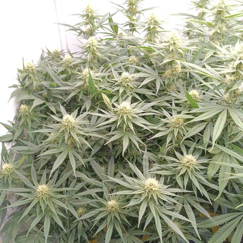 Purple Orange CBD #1 growlog timeline photo