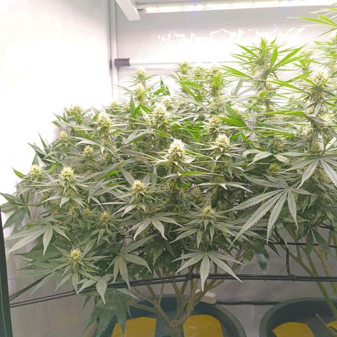 Purple Orange CBD #1 growlog timeline photo