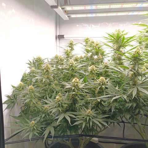 Purple Orange CBD #1 growlog timeline photo
