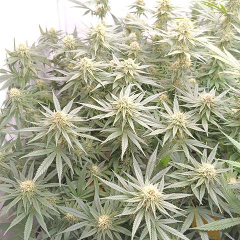 Purple Orange CBD #1 growlog timeline photo