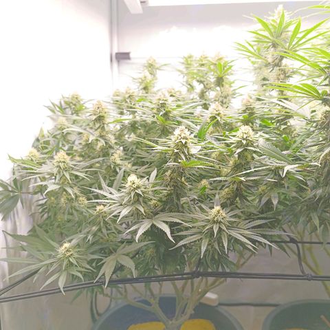 Purple Orange CBD #1 growlog timeline photo