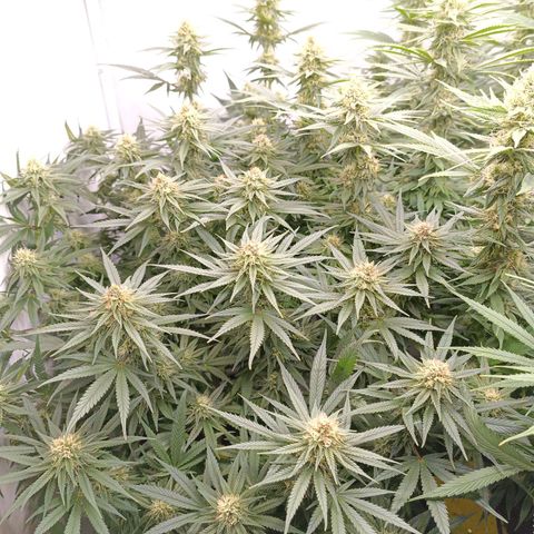 Purple Orange CBD #1 growlog timeline photo