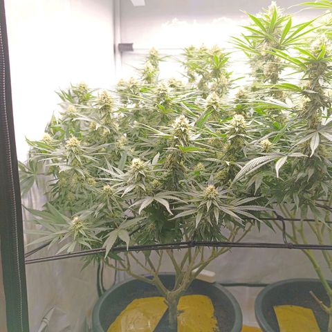 Purple Orange CBD #1 growlog timeline photo
