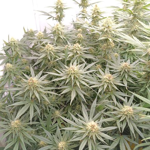 Purple Orange CBD #1 growlog timeline photo