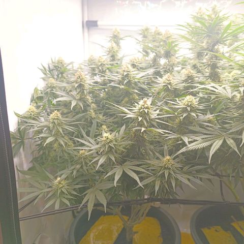 Purple Orange CBD #1 growlog timeline photo