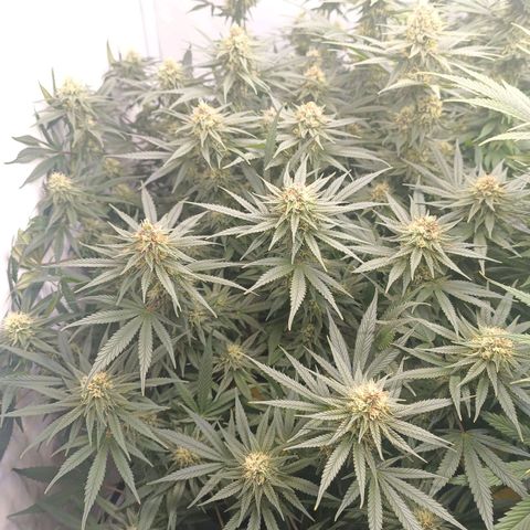 Purple Orange CBD #1 growlog timeline photo