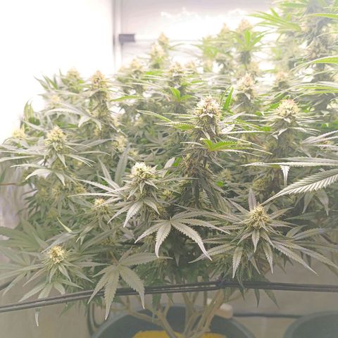 Purple Orange CBD #1 growlog timeline photo