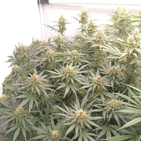Purple Orange CBD #1 growlog timeline photo
