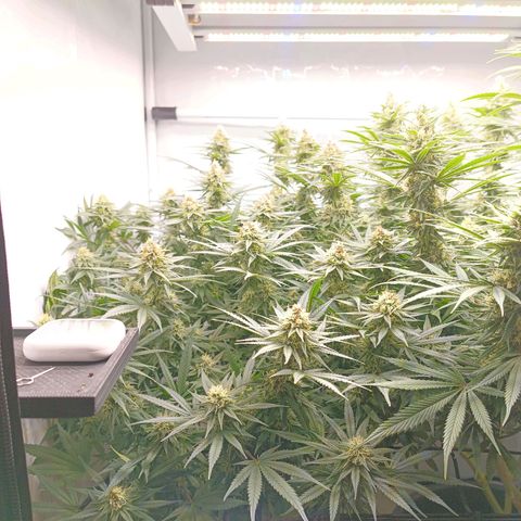 Purple Orange CBD #1 growlog timeline photo