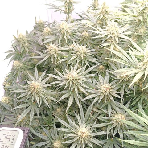 Purple Orange CBD #1 growlog timeline photo