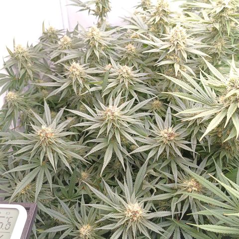 Purple Orange CBD #1 growlog timeline photo