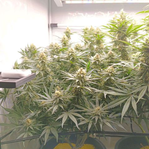 Purple Orange CBD #1 growlog timeline photo