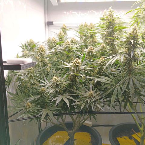 Purple Orange CBD #1 growlog timeline photo