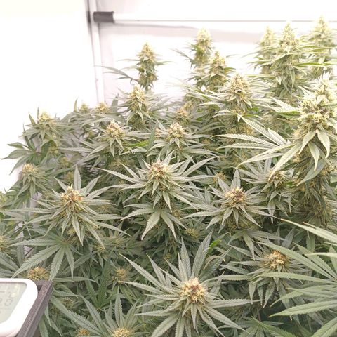 Purple Orange CBD #1 growlog timeline photo