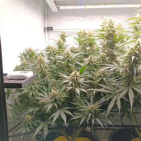 Purple Orange CBD #1 growlog timeline photo