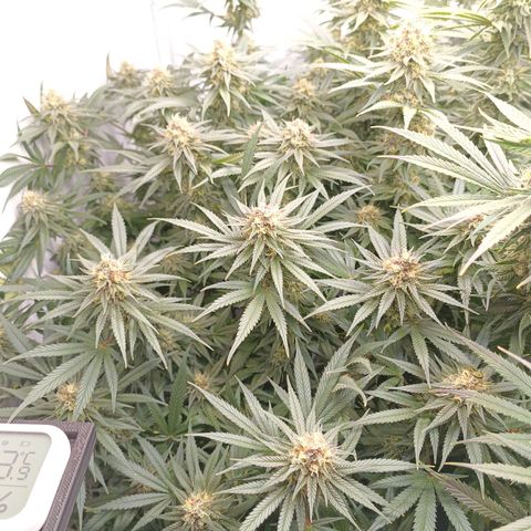 Purple Orange CBD #1 growlog timeline photo