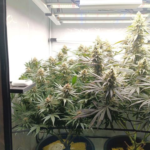 Purple Orange CBD #1 growlog timeline photo