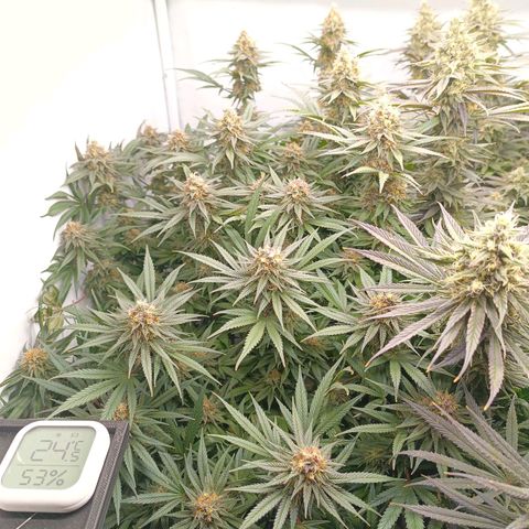 Purple Orange CBD #1 growlog timeline photo
