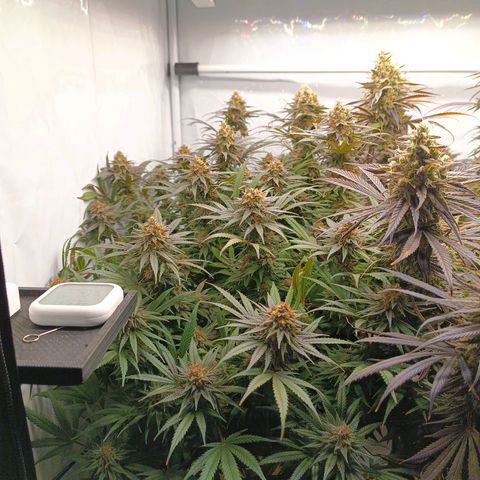 Purple Orange CBD #1 growlog timeline photo