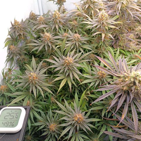Purple Orange CBD #1 growlog timeline photo