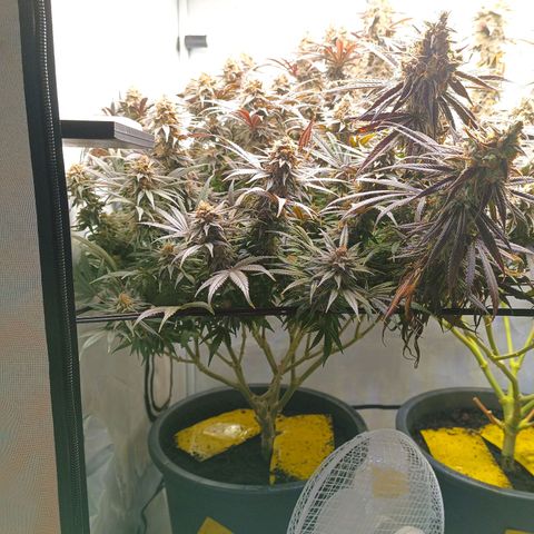 Purple Orange CBD #1 growlog timeline photo