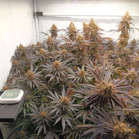 Purple Orange CBD #1 growlog timeline photo