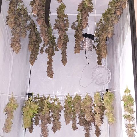 Purple Orange CBD #1 growlog timeline photo