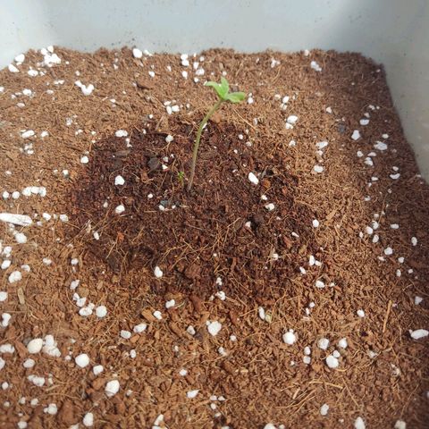 Quick One growlog timeline photo