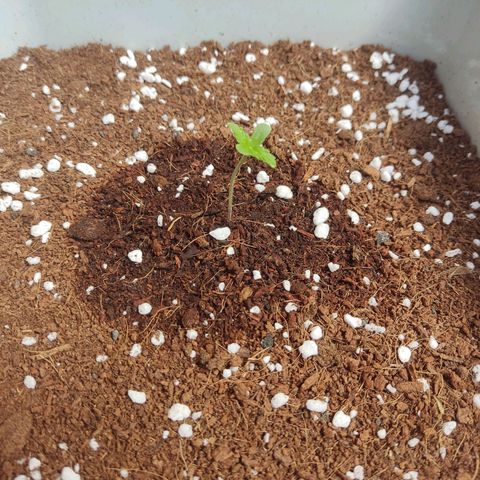 Somango XXL Automatic growlog timeline photo