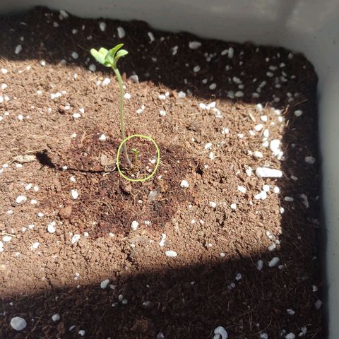 Quick One growlog timeline photo