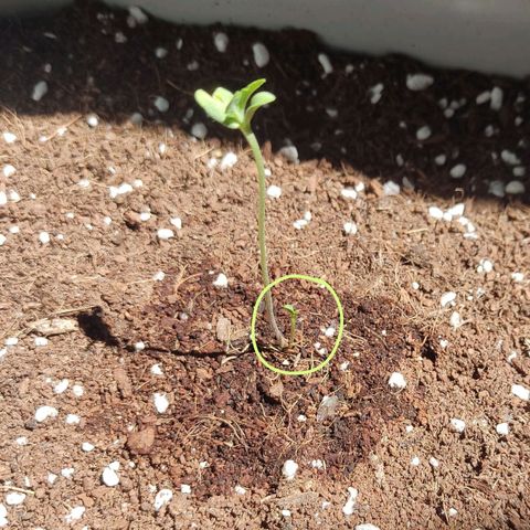 Quick One growlog timeline photo
