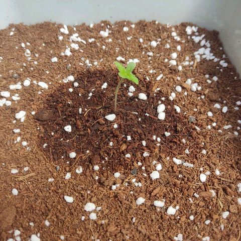 Somango XXL Automatic growlog timeline photo