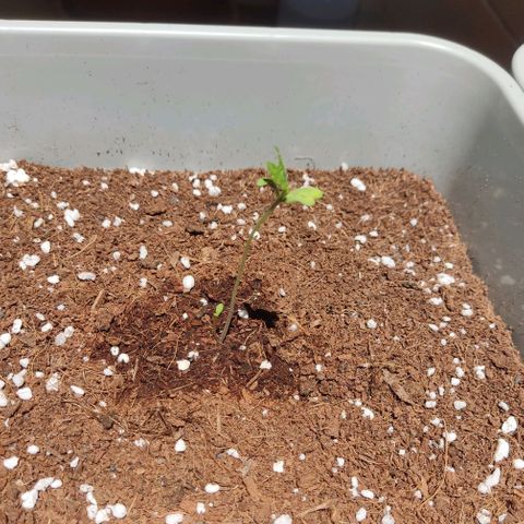 Quick One growlog photo: A parte del segundo brote, el cotiledón de un lado es "doble" y las primeras hojas están unidas