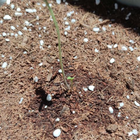 Quick One growlog photo: A parte del segundo brote, el cotiledón de un lado es "doble" y las primeras hojas están unidas