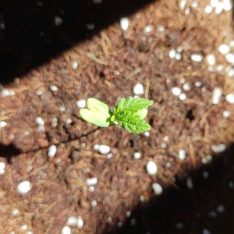 Quick One growlog photo: A parte del segundo brote, el cotiledón de un lado es "doble" y las primeras hojas están unidas