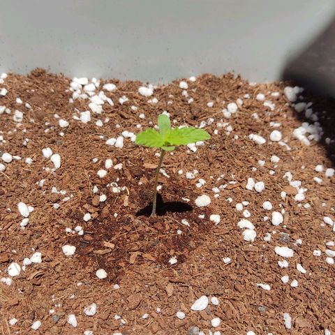 Somango XXL Automatic growlog timeline photo