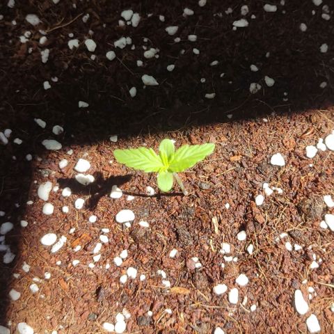 Somango XXL Automatic growlog timeline photo