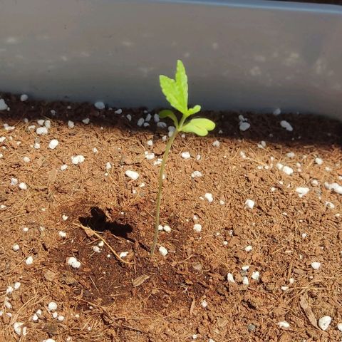 Quick One growlog photo: El pequeño brote ha sido eliminado, ya que no se le veía apenas avance. Y así no quita nutrientes al principal