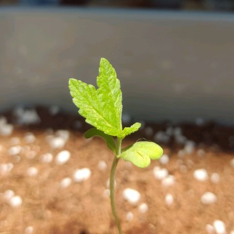 Quick One growlog photo: El pequeño brote ha sido eliminado, ya que no se le veía apenas avance. Y así no quita nutrientes al principal