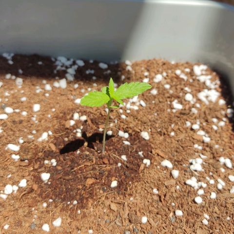 Somango XXL Automatic growlog timeline photo