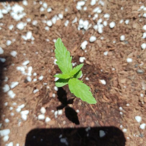 Somango XXL Automatic growlog timeline photo