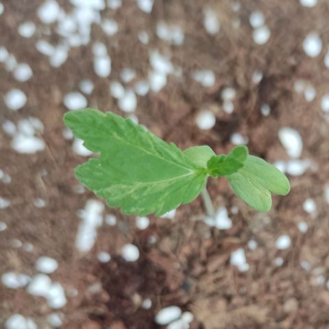 Quick One growlog photo: Se recubre un poco el tallo con la tierra
