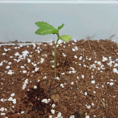 Quick One growlog timeline photo