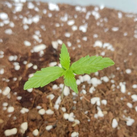 Somango XXL Automatic growlog photo: Se recubre un poco el tallo con la tierra