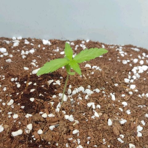 Somango XXL Automatic growlog timeline photo