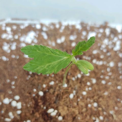 Quick One growlog timeline photo