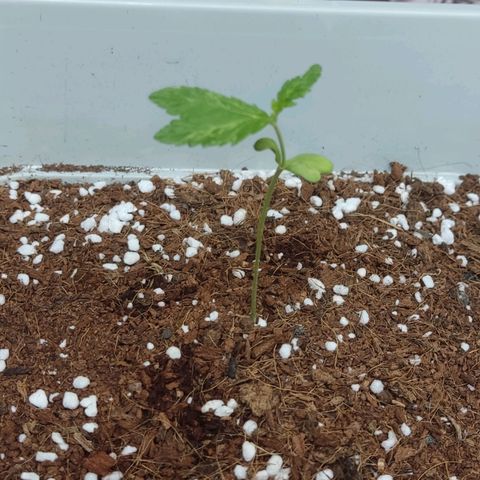 Quick One growlog timeline photo