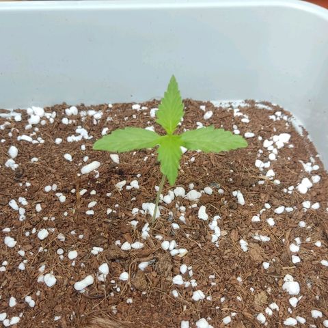 Somango XXL Automatic growlog timeline photo