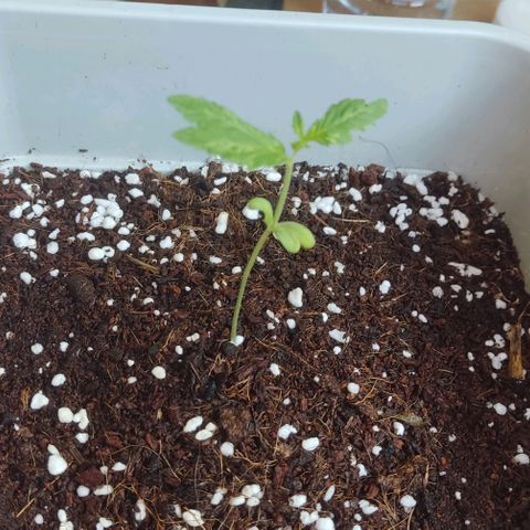Quick One growlog timeline photo