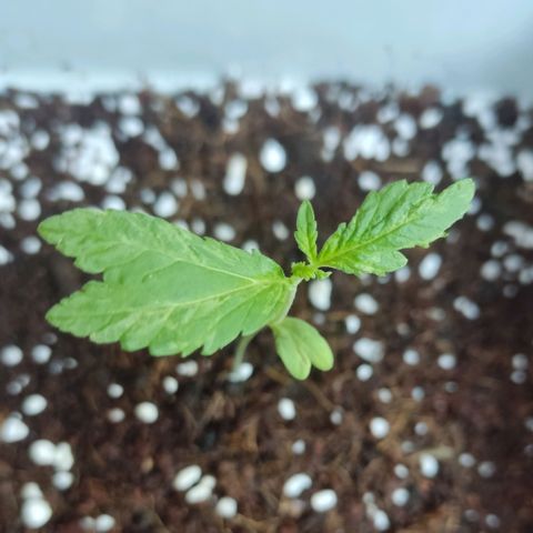 Quick One growlog timeline photo